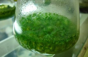 algae culture in a glass container